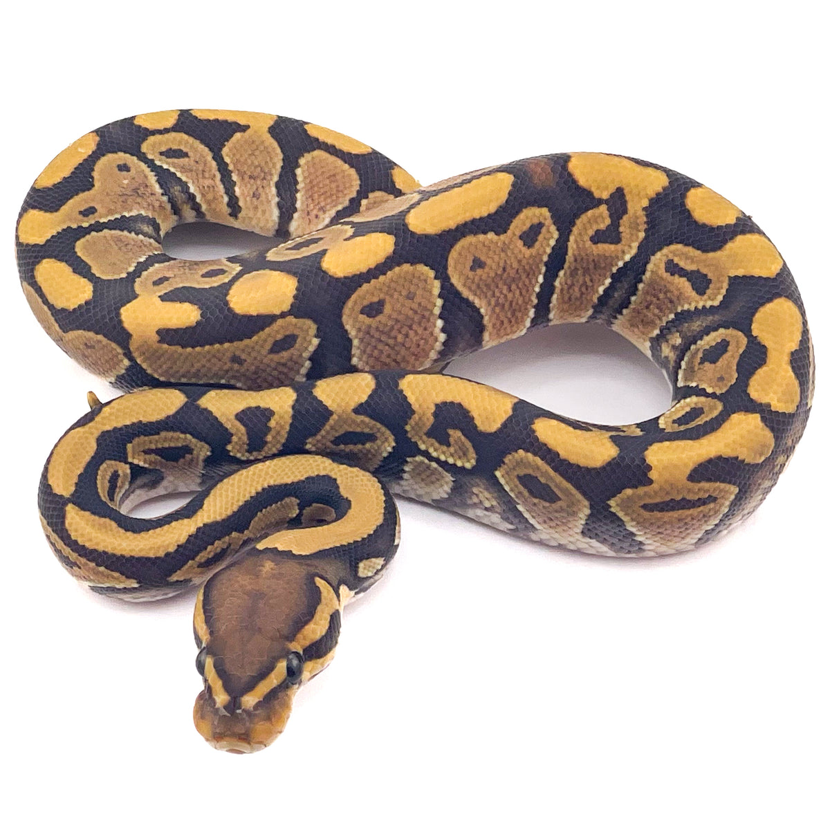 Hypo ph Puzzle Ultramel