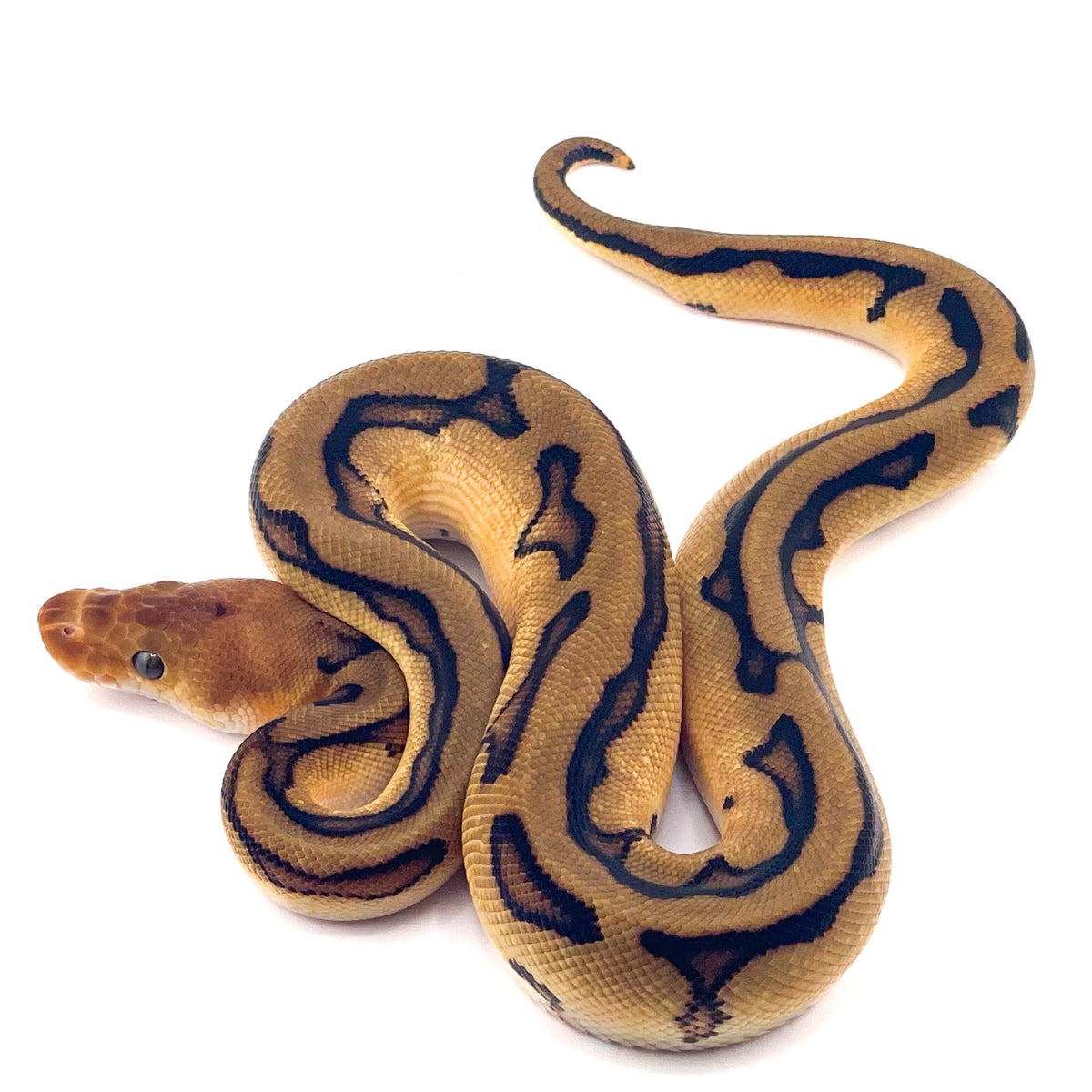 Clown GStripe het Desert Ghost ph Axanthic