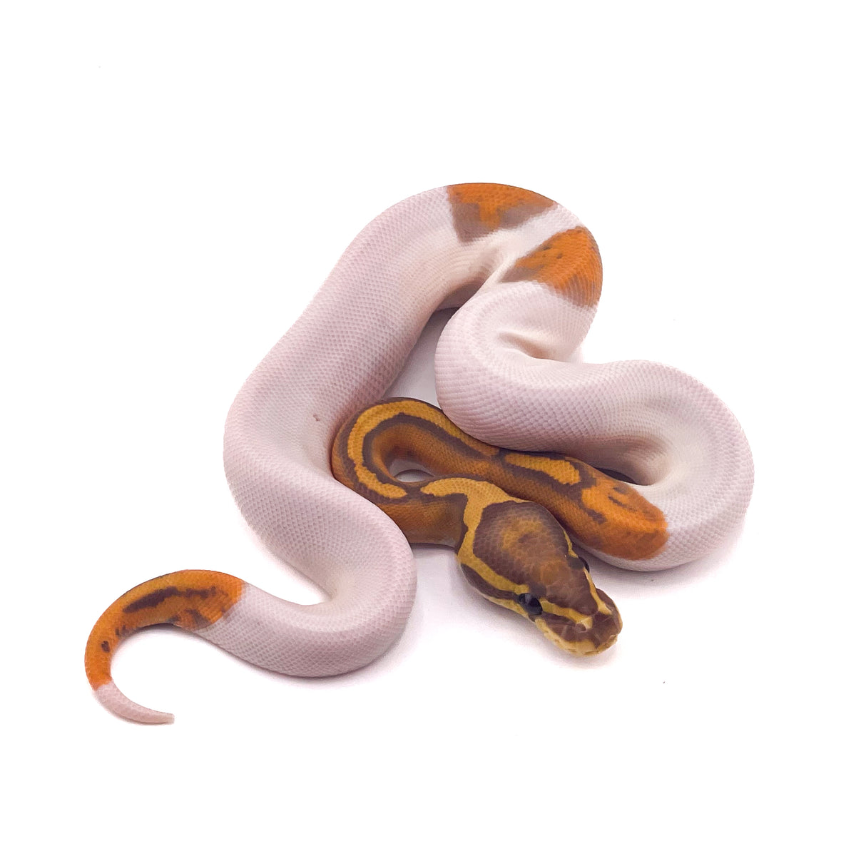 Ultramel Pied Hypo