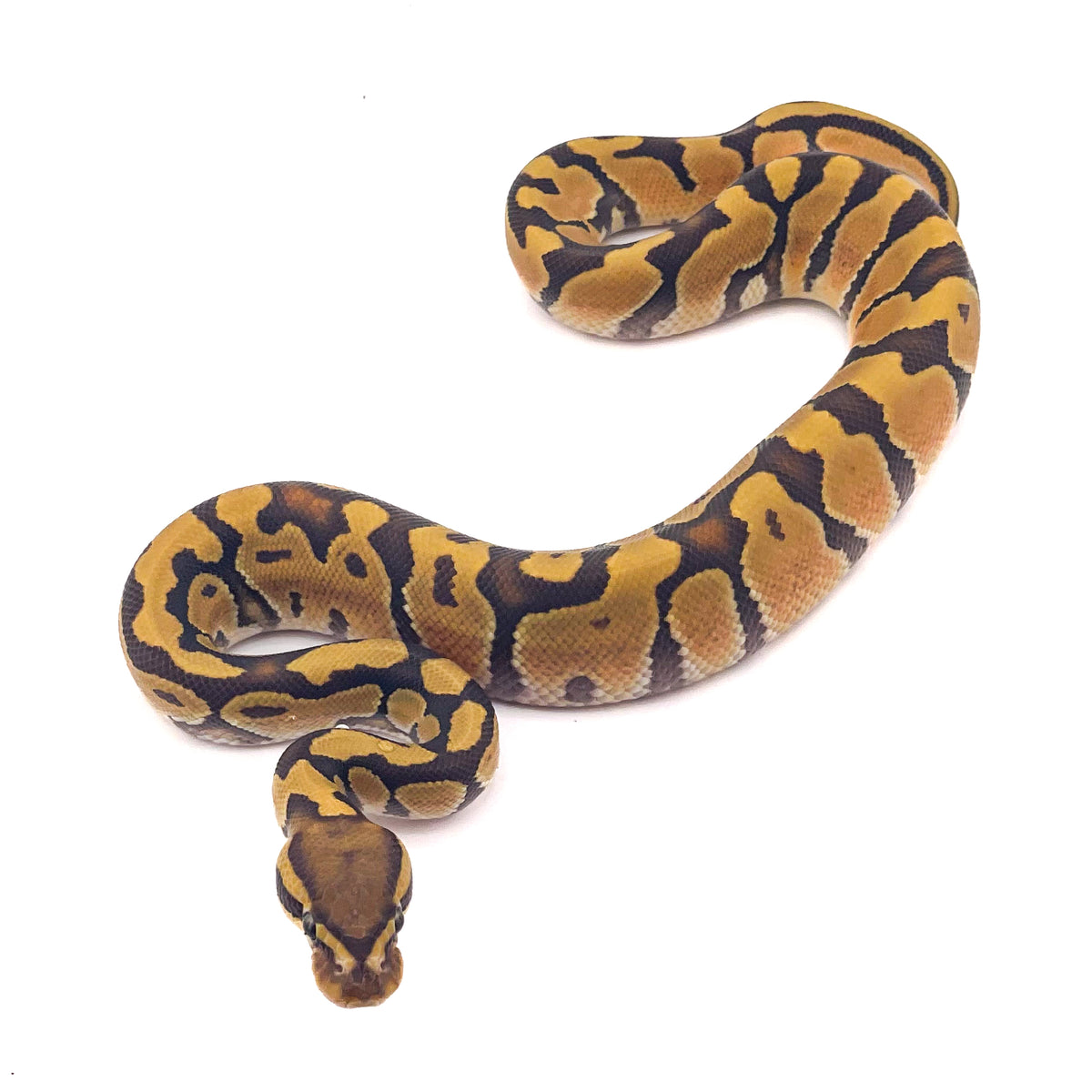 Hypo Enchi poss OD ph Ultramel Puzzle
