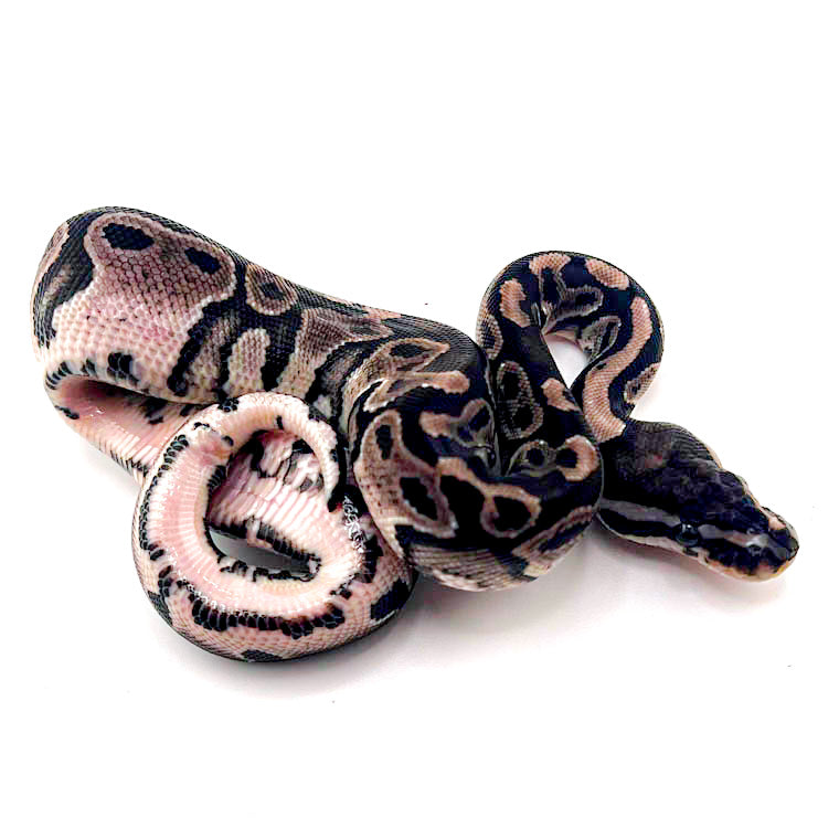 Black Axanthic het Pied