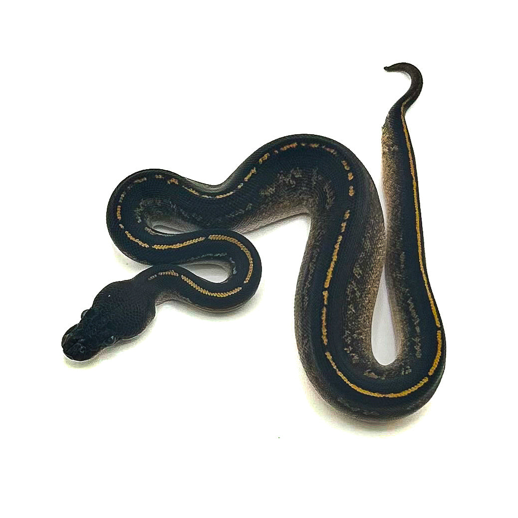 Blackhead Mahogany Mystic DH Hypo Pied ph Ultramel