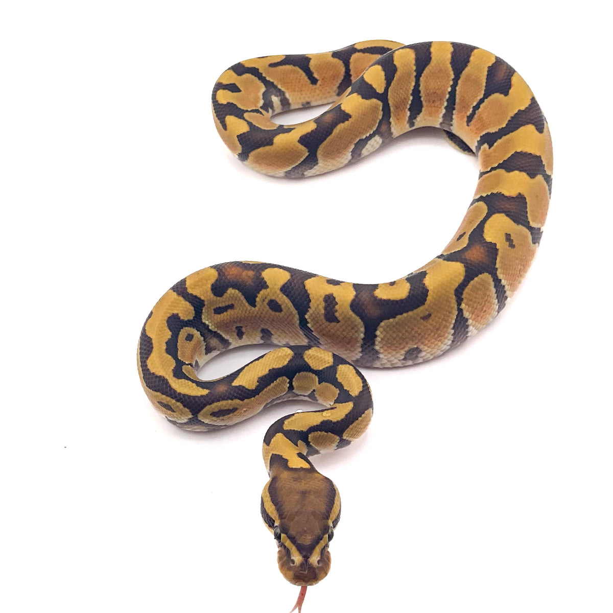 Hypo Enchi poss OD ph Ultramel Puzzle