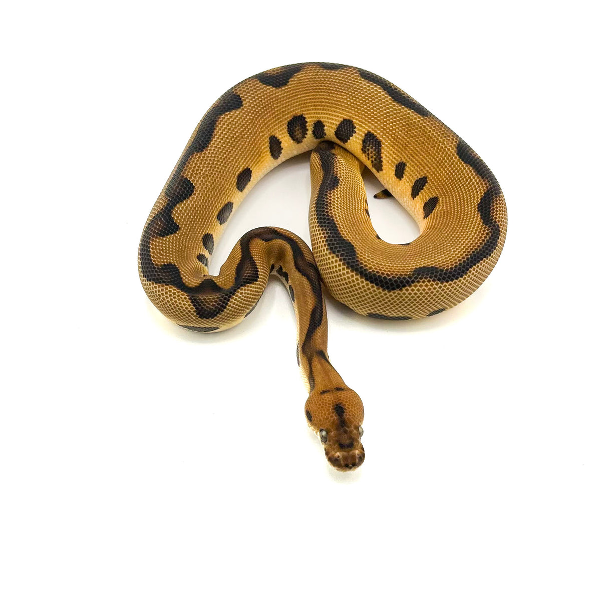 Leopard Enchi Clown het Desert Ghost