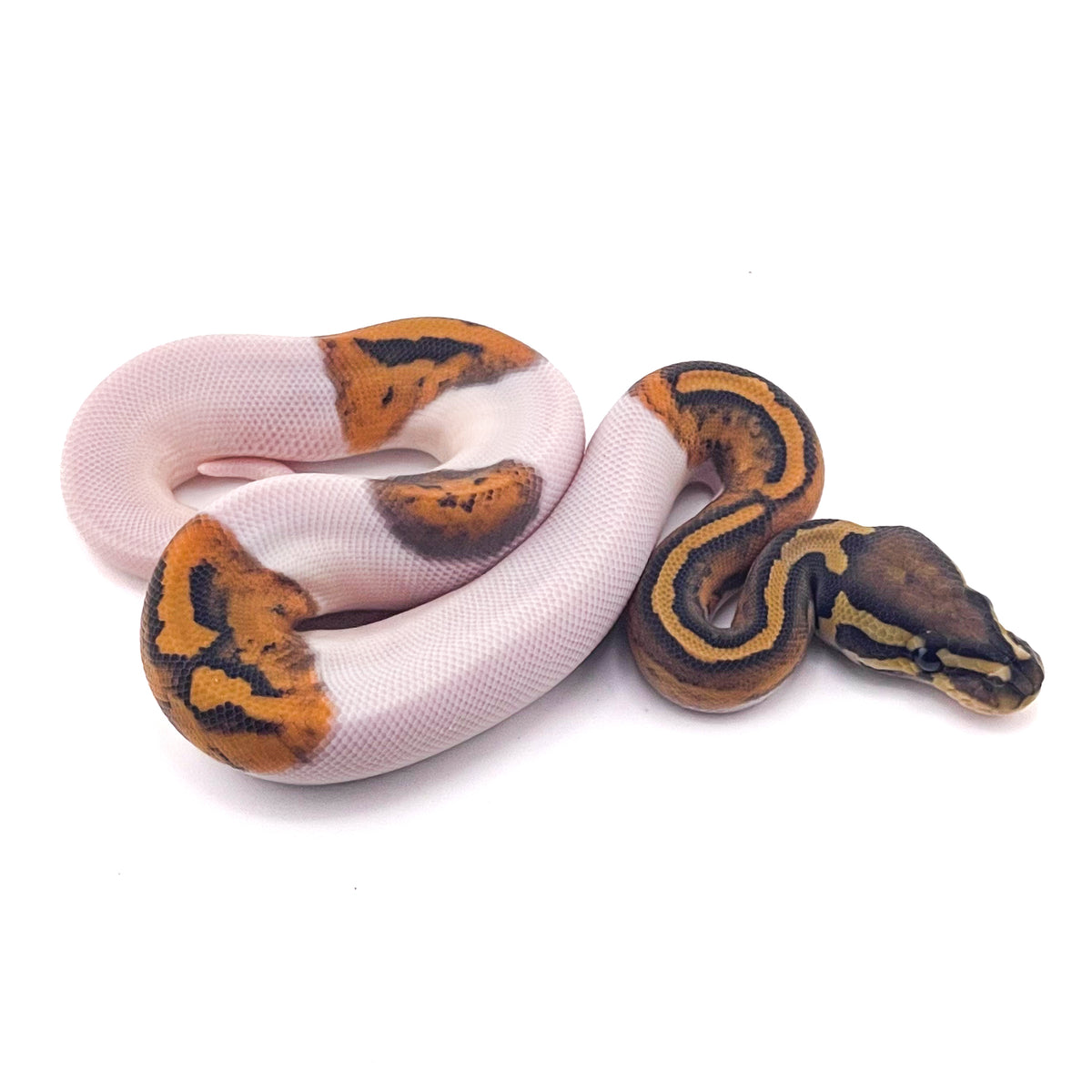 Hypo Pied het Ultramel