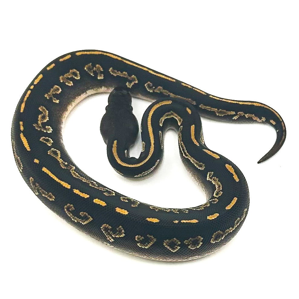 Blackhead Mahogany Mystic het Ultramel