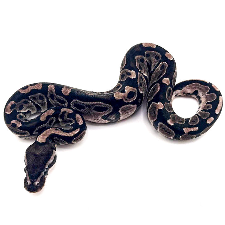 Black Axanthic het Pied