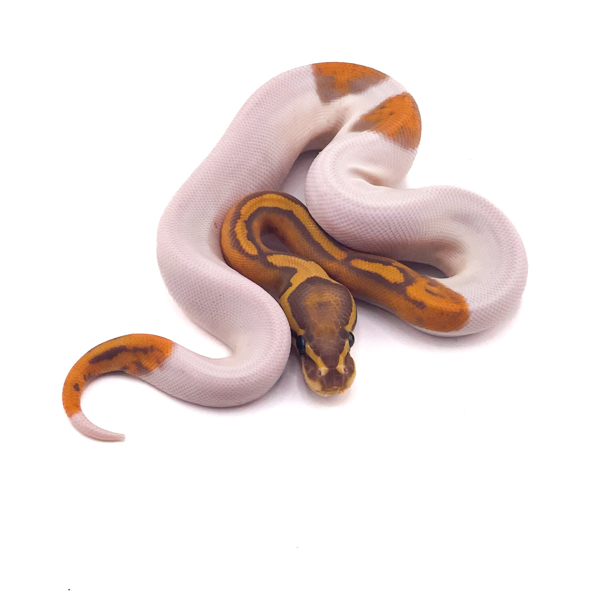 Ultramel Pied Hypo