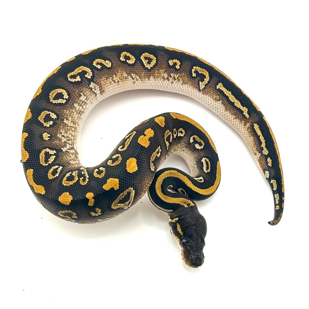 Blackhead Mystic DH Ultramel Clown