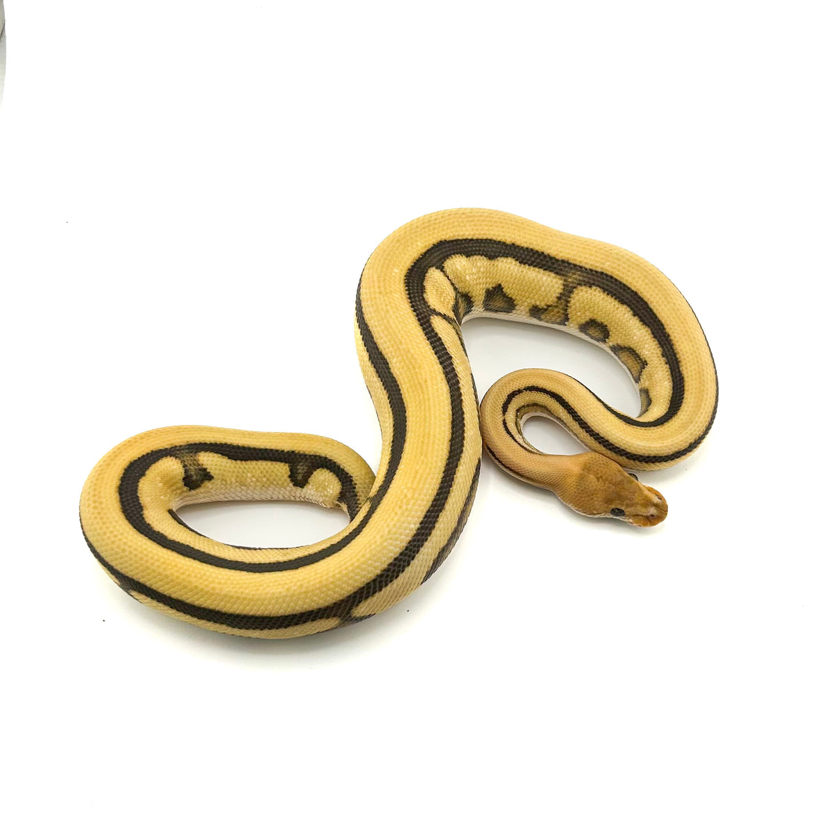 Fire Leopard Desert Ghost Cryptic GStripe