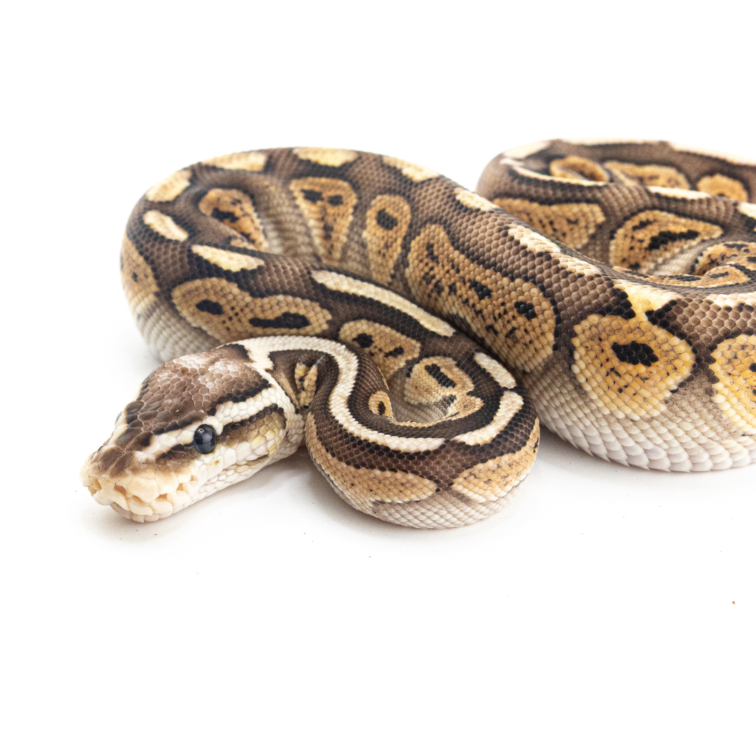Pewter Special Redstripe het Clown