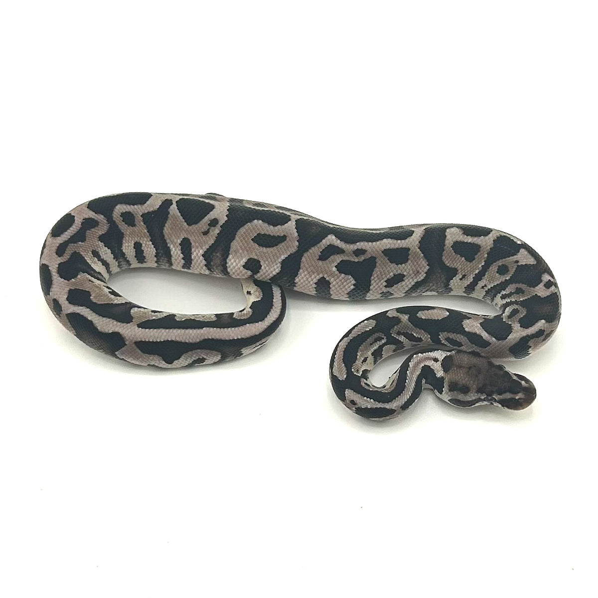 Axanthic Leopard het Desert Ghost ph Cryptic Clown GStripe