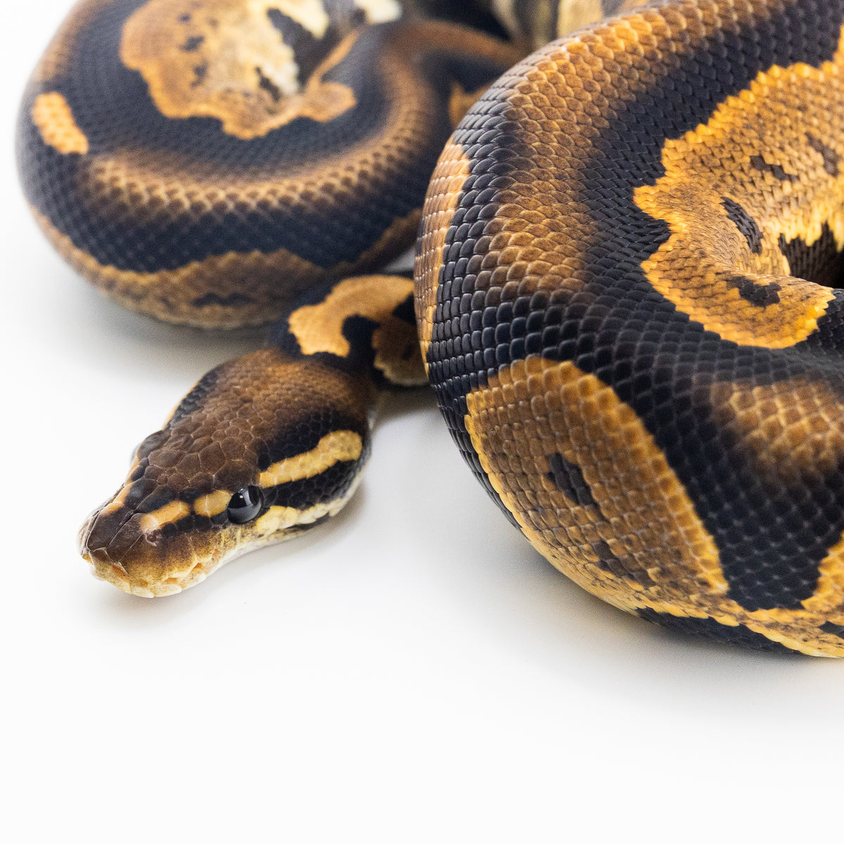 Calico Enchi Black Pastel dh Ultramel Hypo