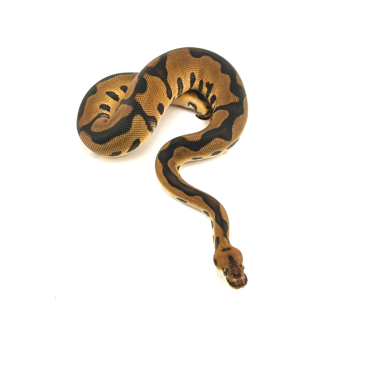 Leopard Enchi Clown het Desert Ghost
