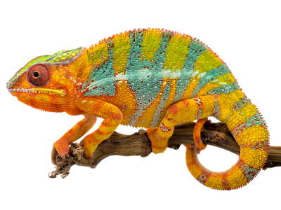Lizards