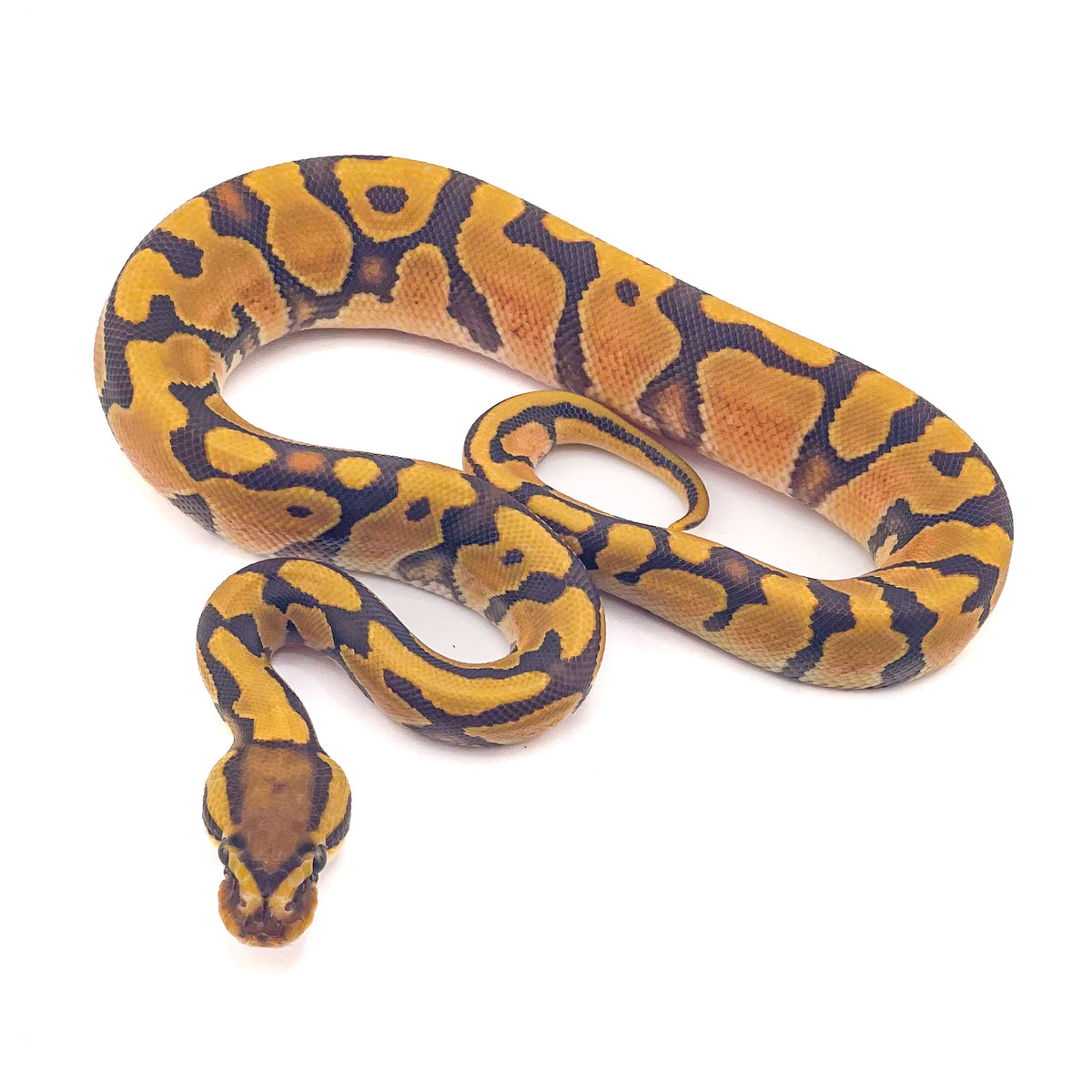 Enchi Hypo