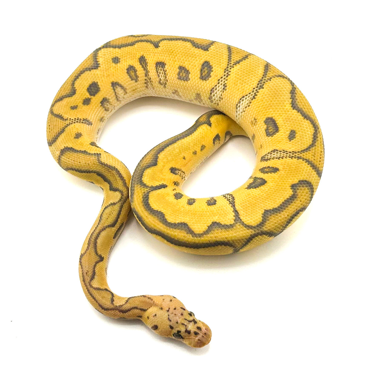 Pastel Hypo Clown DH Ultramel GStripe