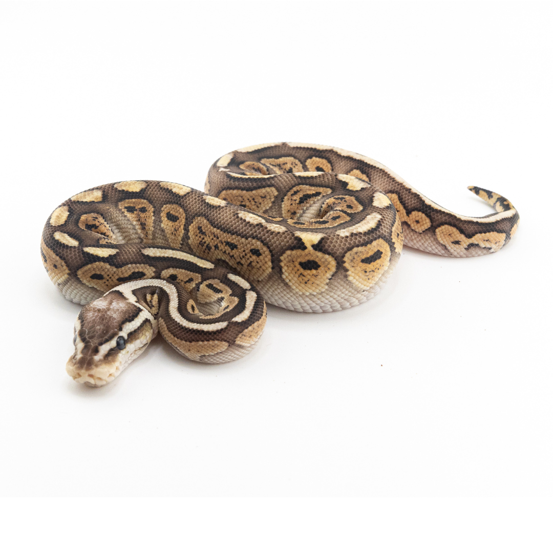Pewter Special Redstripe het Clown
