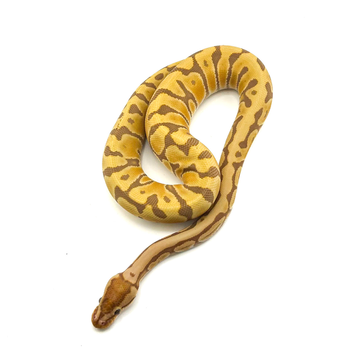 Ultramel Specter Hidden Gene Woma