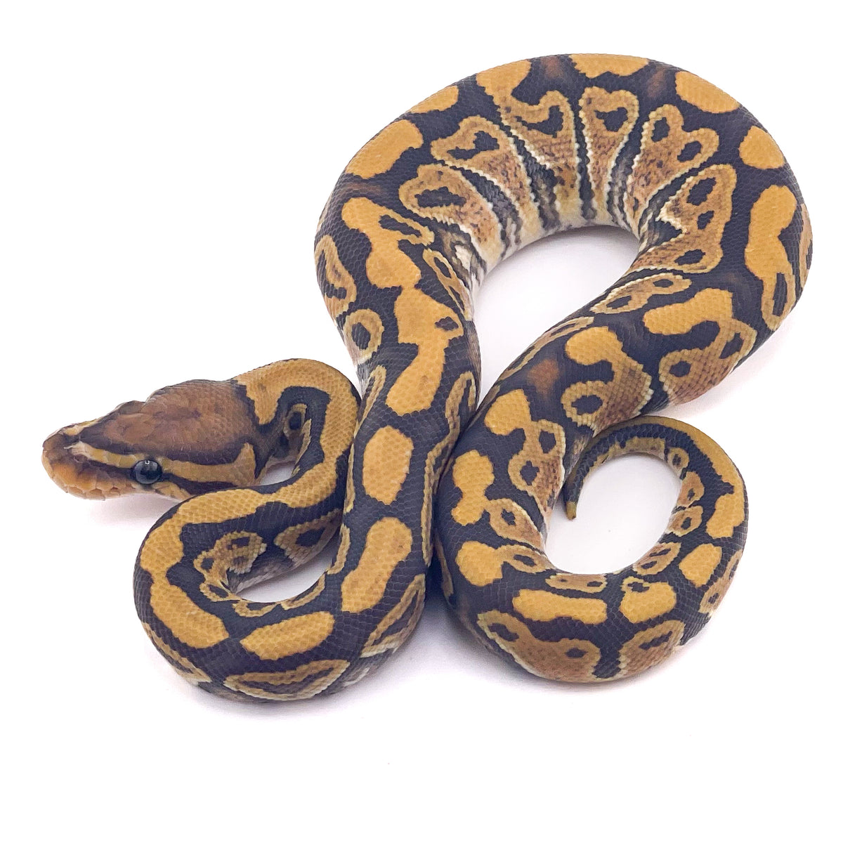 Hypo ph Ultramel Puzzle Clown