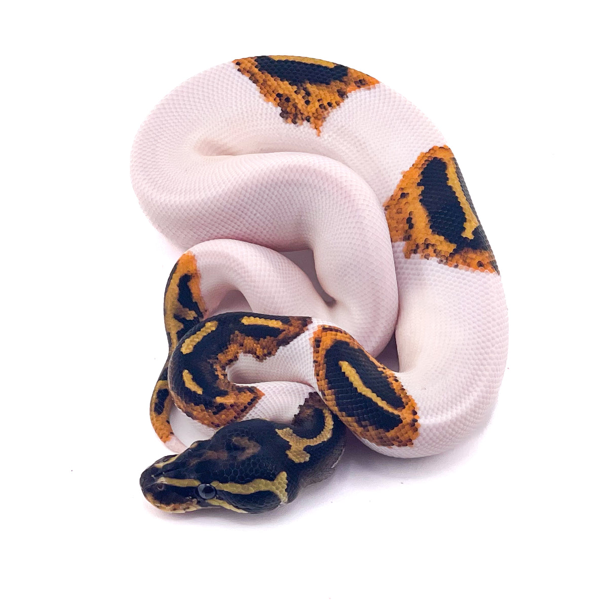 Pied Mahogany Yellowbelly het Monarch