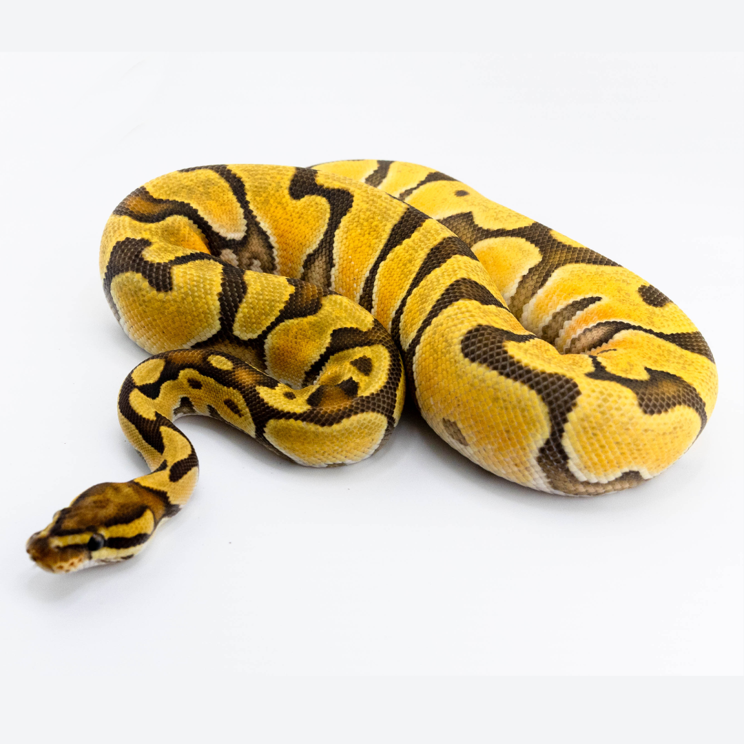Hypo Or...