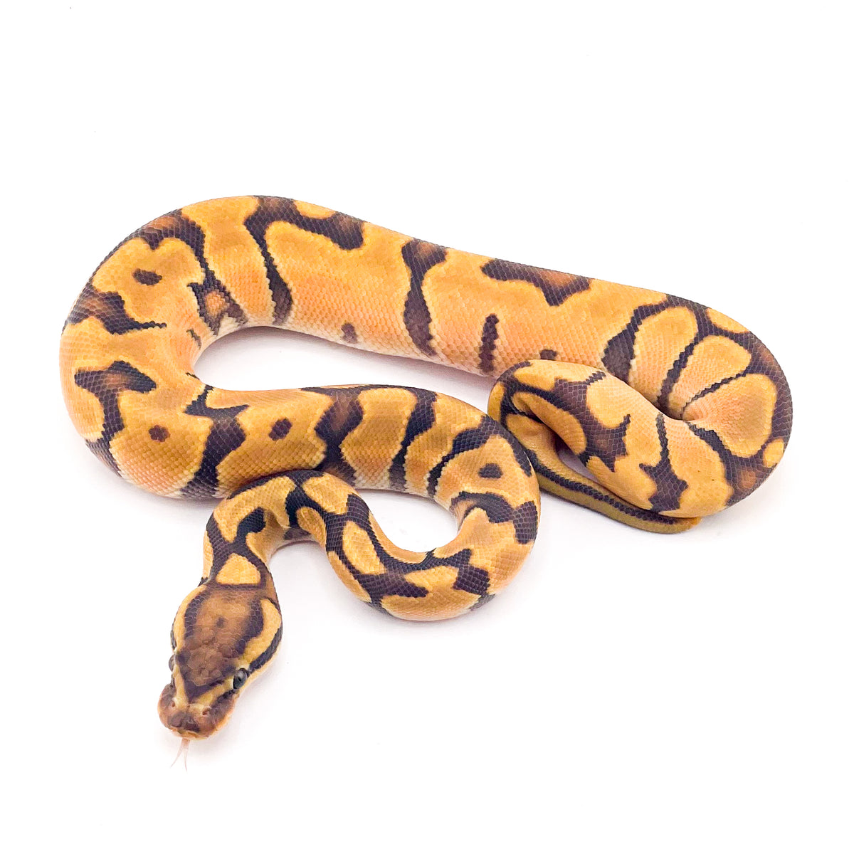 Orange Dream Enchi Hypo