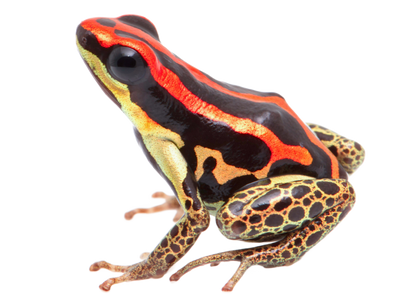 Amphibians