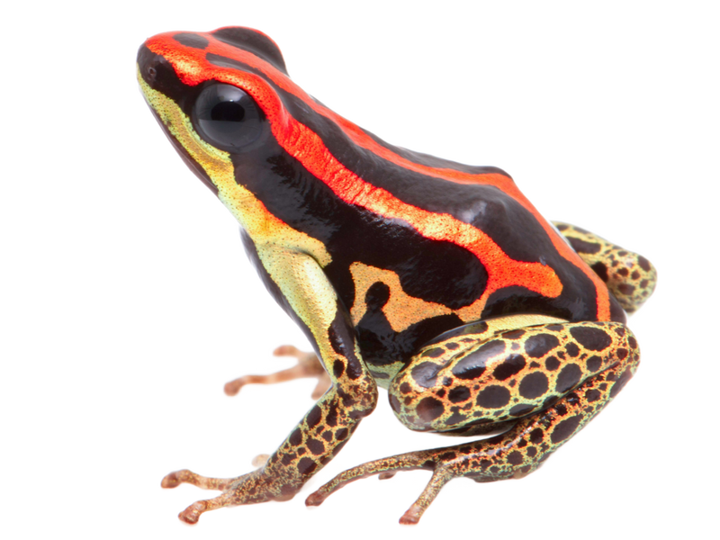 A colorful poison dart frog with shiny black skin, bright red and orange stripes on its back, and speckled yellow and brown legs sits on a white background.
