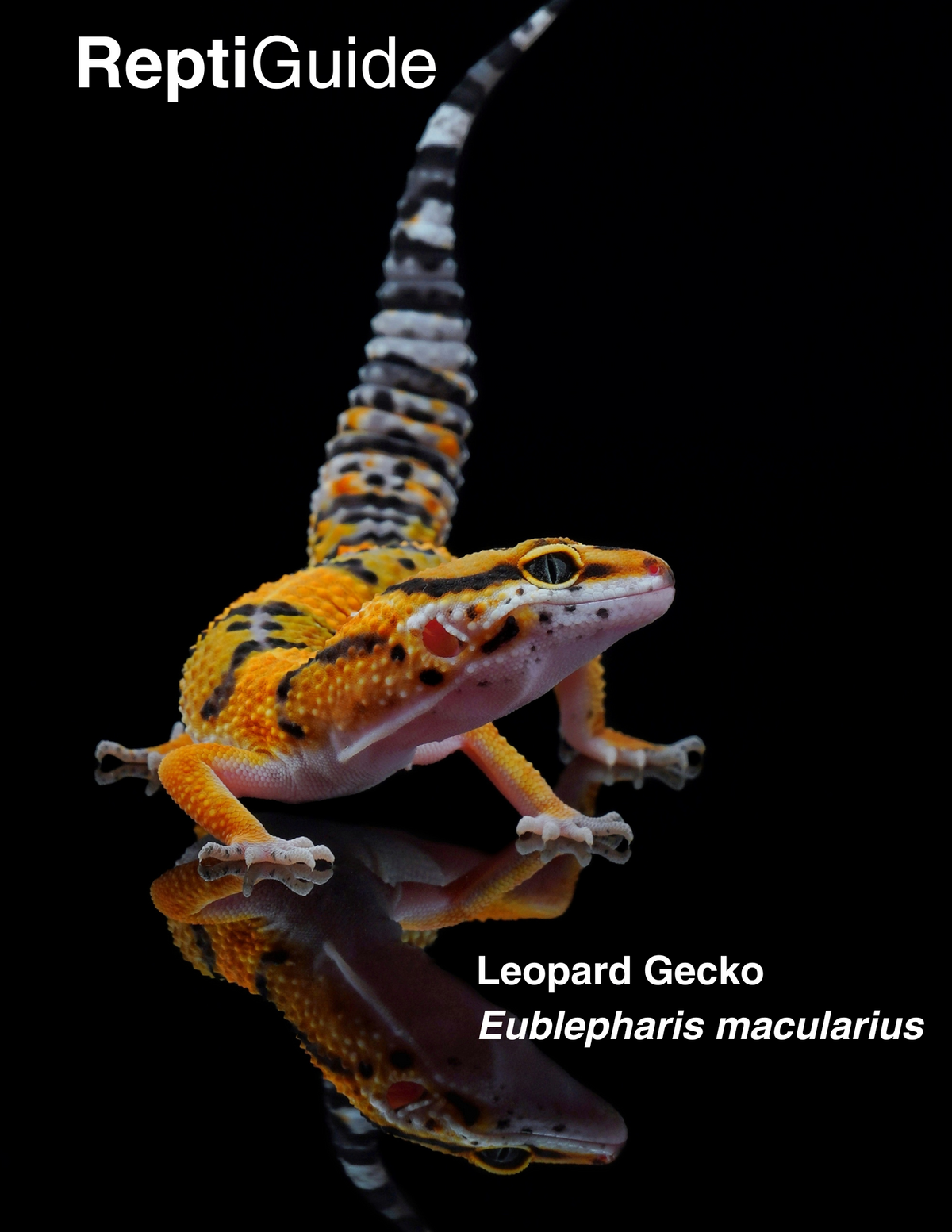 ReptiGuide Leopard Gecko Care Guide eBook