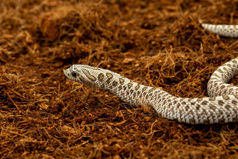 Hognose hotsell snake bedding