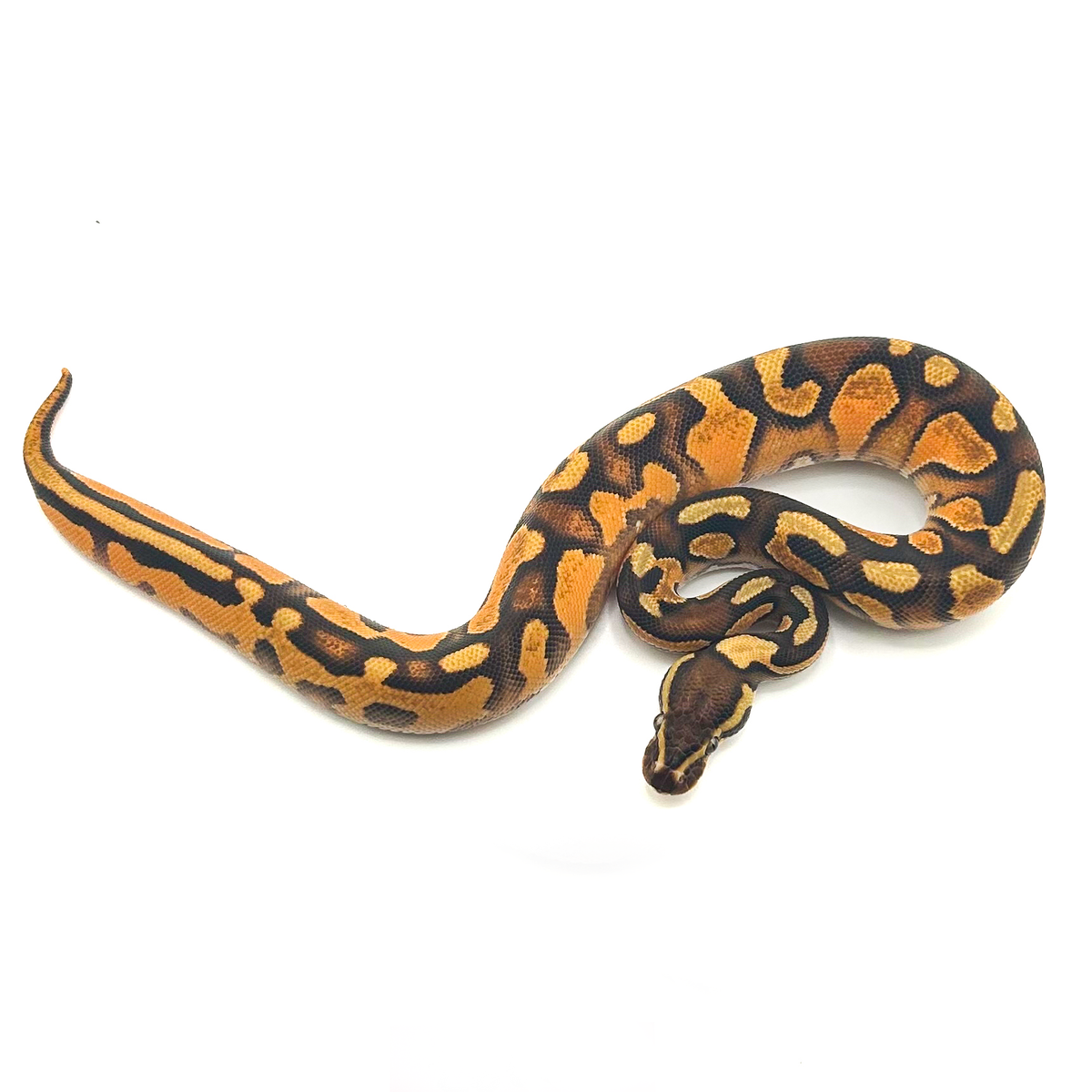 Orange Dream Enchi het Hypo