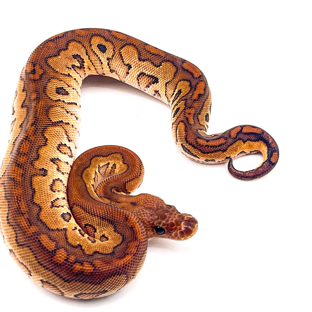 Black Pastel Super Redstripe Clown