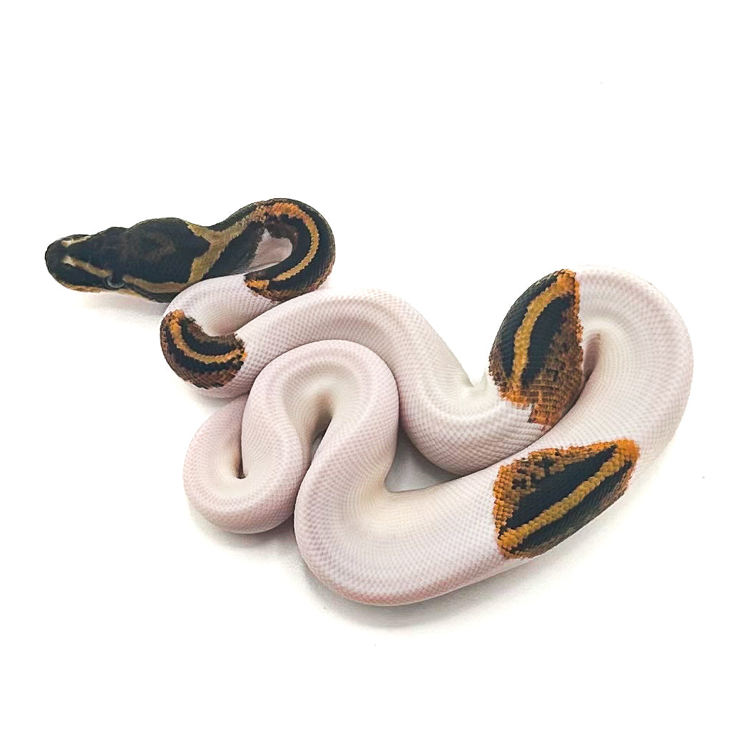 Mahogany Yellowbelly Pied het Monarch