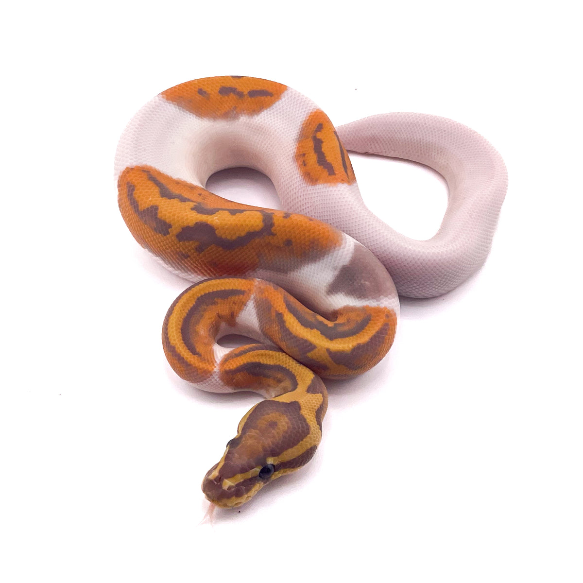 Ultramel Pied Hypo
