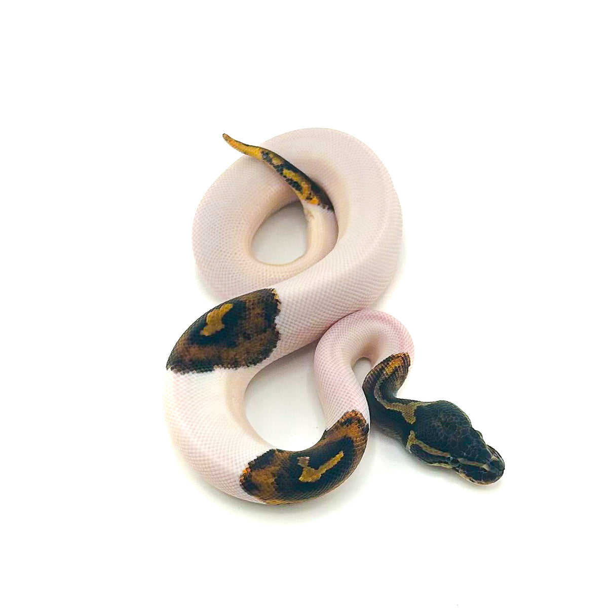 Mahogany Pied het Monarch
