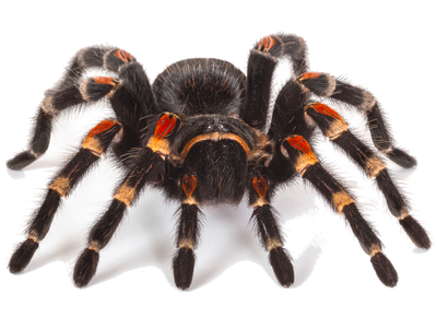 Invertebrates