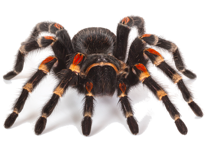 A close-up view of a tarantula with black, hairy legs featuring orange and white markings, set against a white background.