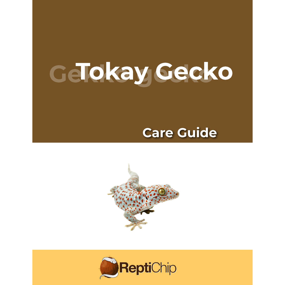 Tokay Gecko Care Guide