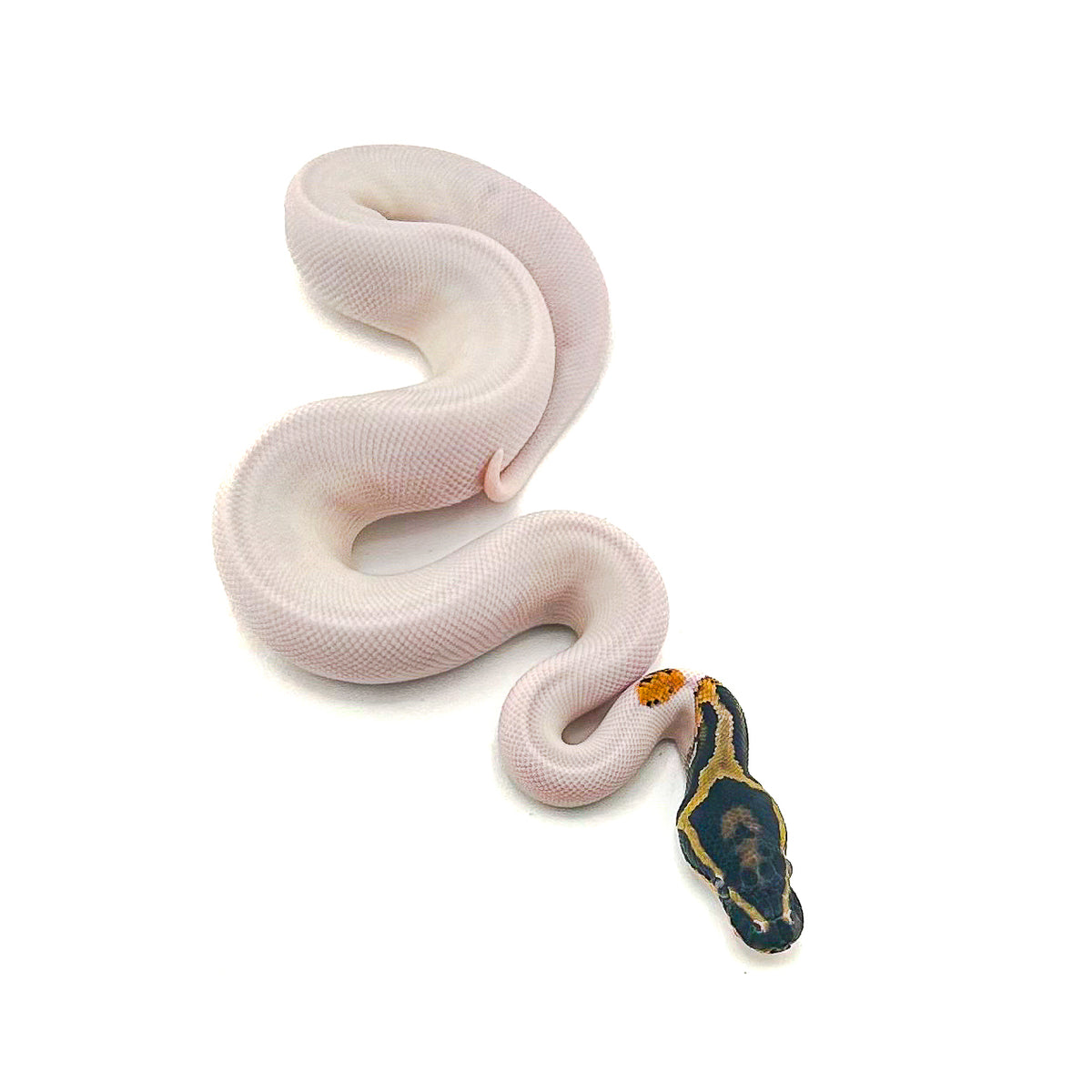 Yellowbelly Pied het Monarch poss Orange Dream Mahogany