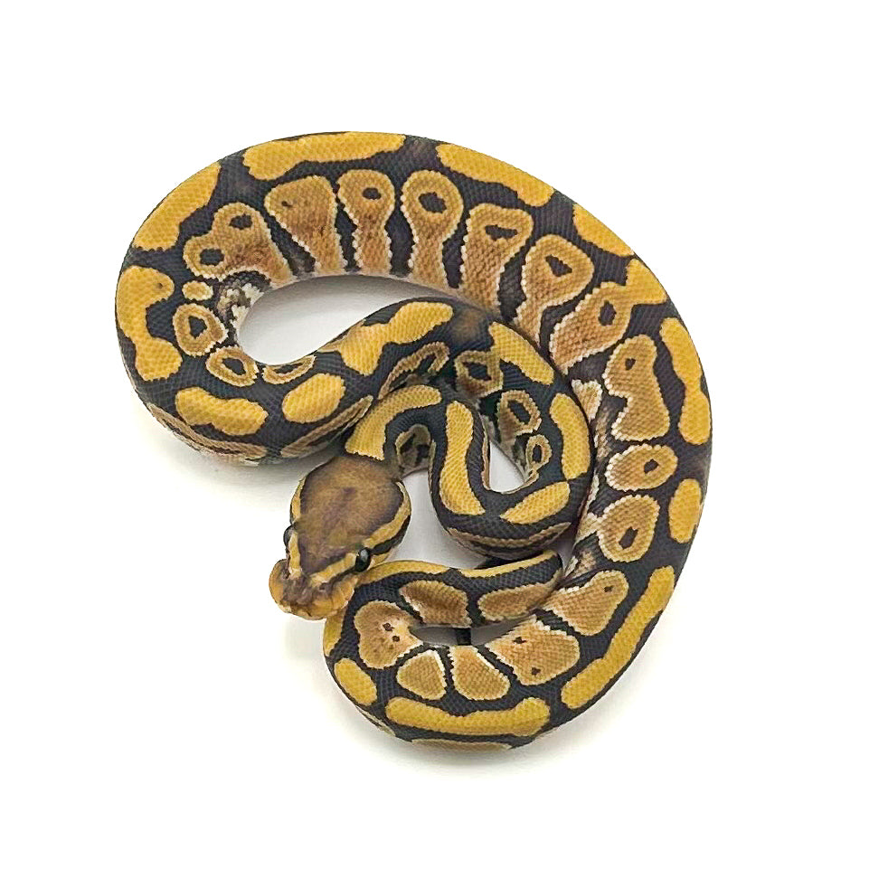 Hypo