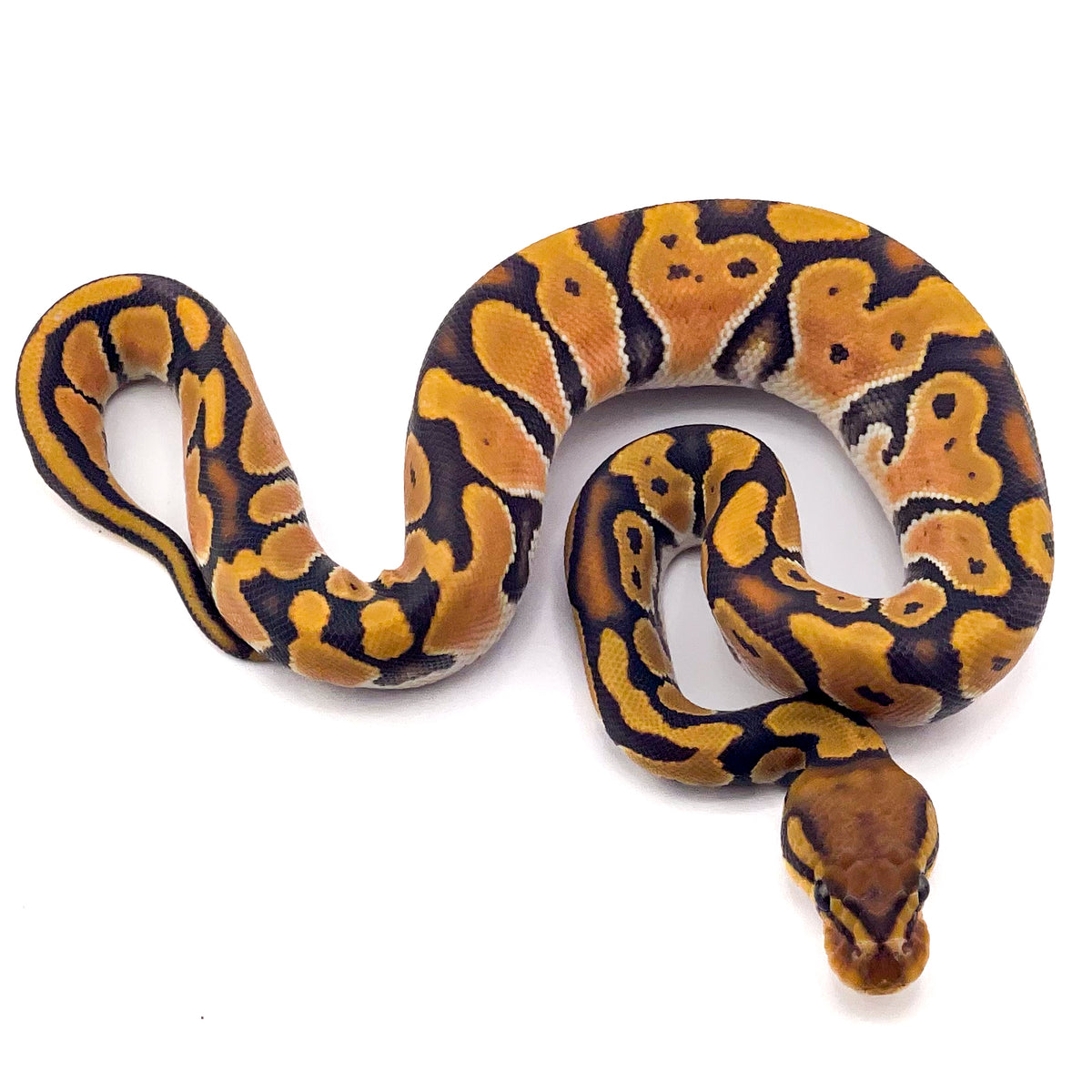 Orange Dream Hypo ph Ultramel Puzzle