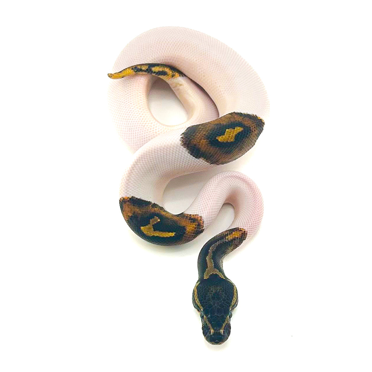 Mahogany Pied het Monarch
