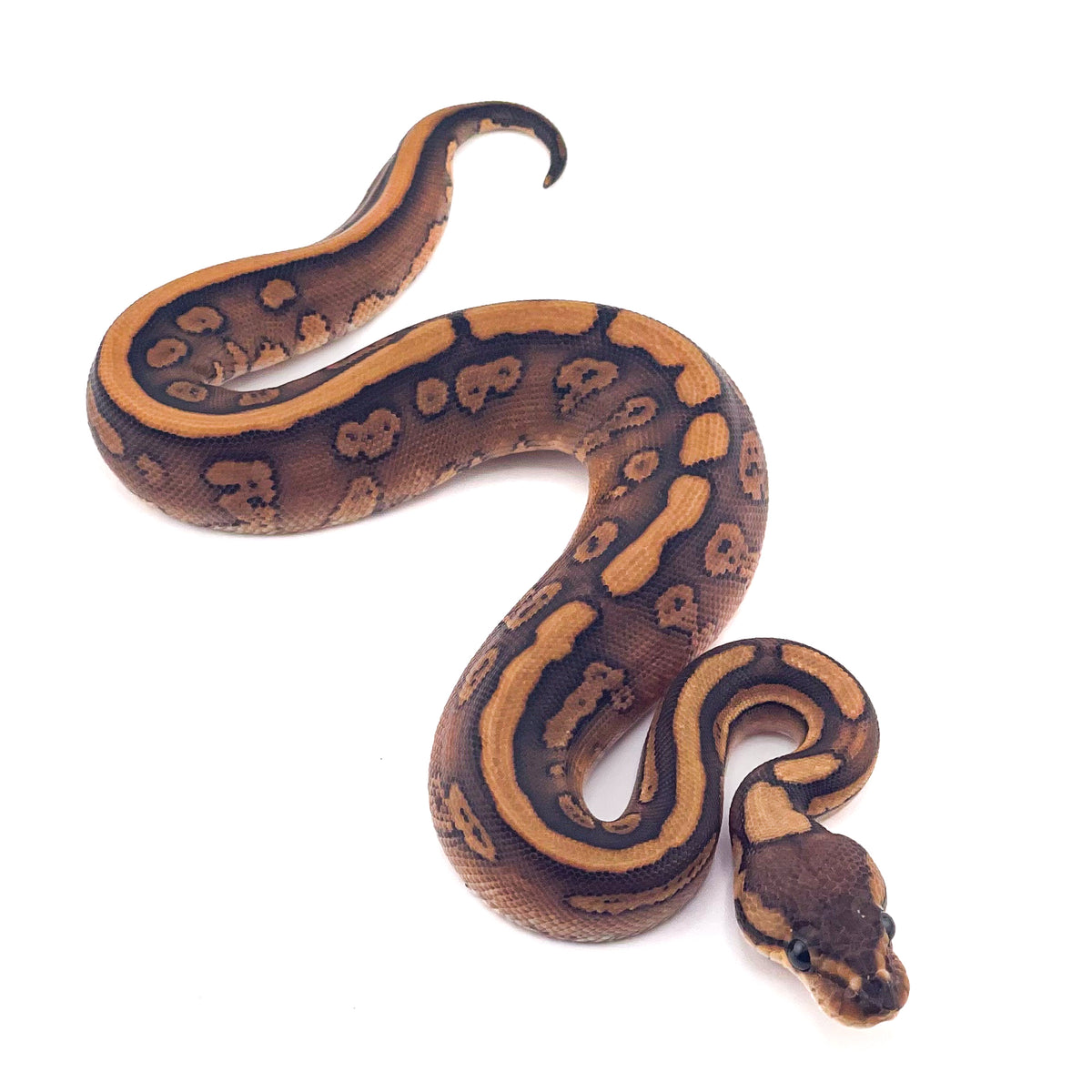 Black Pastel Super Redstripe Orange Dream