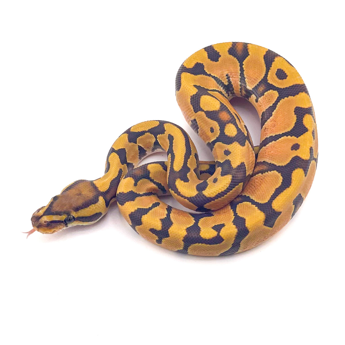Enchi Hypo