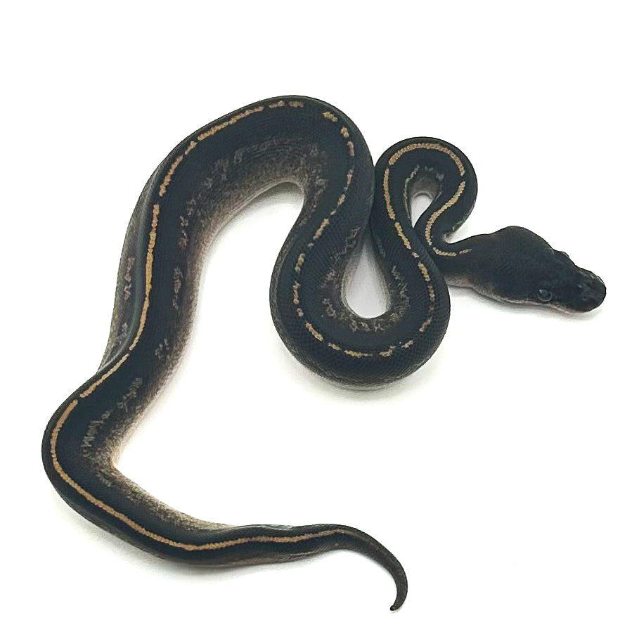 Blackhead Mahogany Mystic DH Hypo Pied ph Ultramel