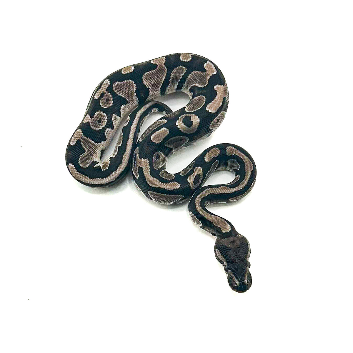 Black Axanthic ph Pied