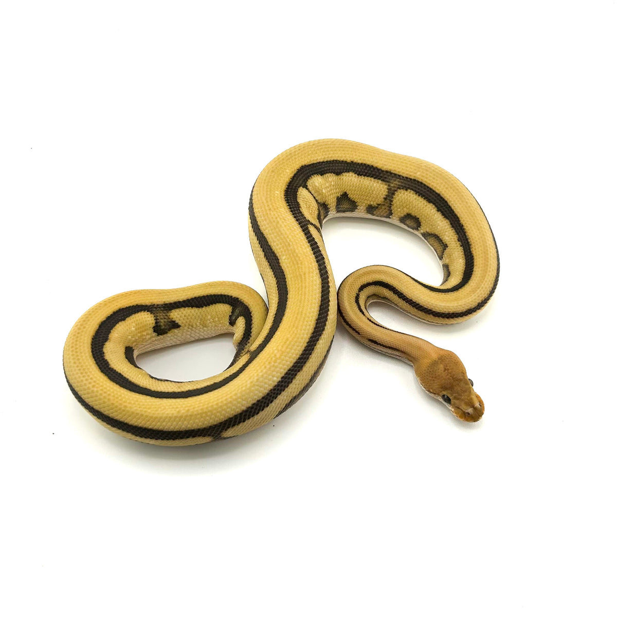Fire Leopard Desert Ghost Cryptic GStripe
