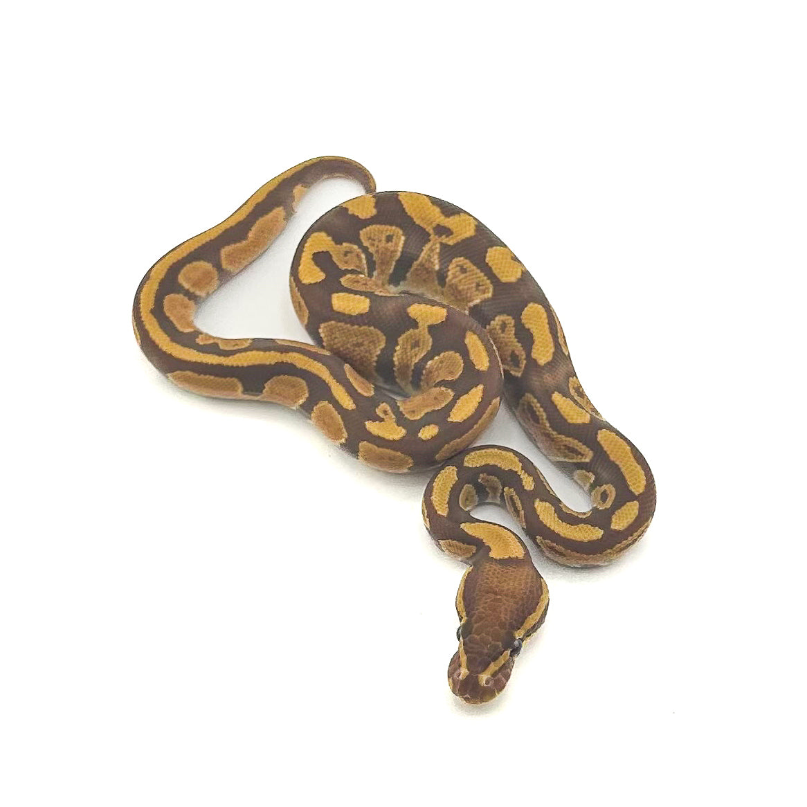 Ultramel het Pied ph Hypo