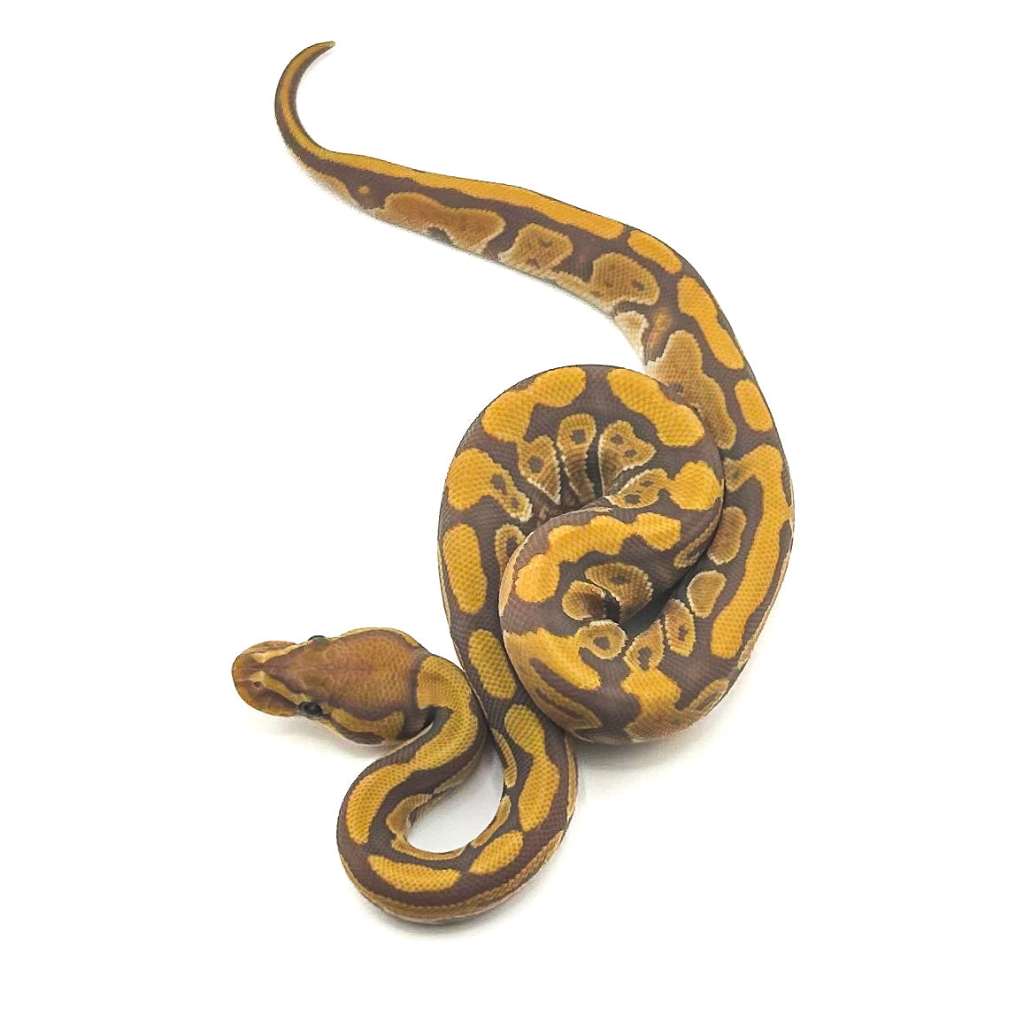 Ultramel Hypo ph Puzzle